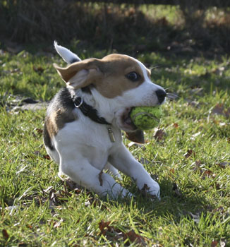 Beaglewelpe f&auml;ngt Tennisball
